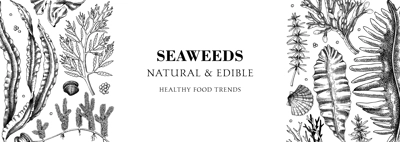 Edible seaweed banner design. Hand drawn food ingredients and vegetarian products frame. Sea vegetables - kelp, wakame, kombu, hijiki, Irish moss vector illustration. Asian cuisine menu with algae